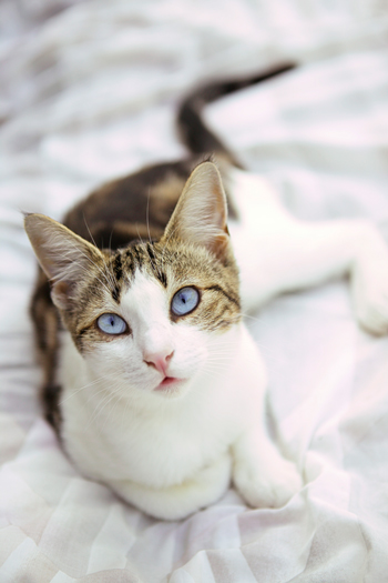 Blue-Eyed Cat