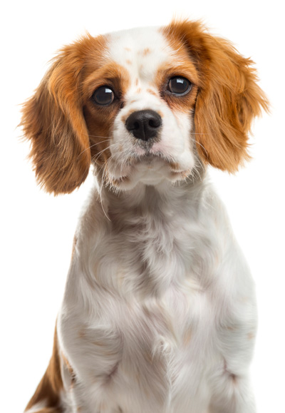 KCSpaniel