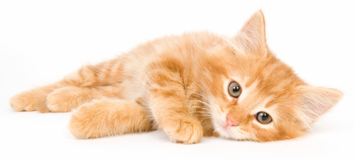 Reclining-Kitty_web Reclining Kitty