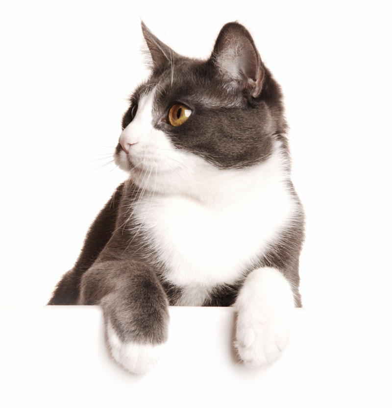 Cat_for-Web Black and White Cat