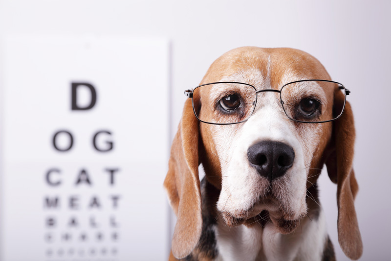 Dog Eye Exam