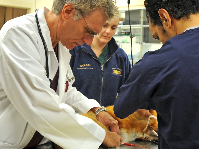 Dr. Scavelli helping a fox