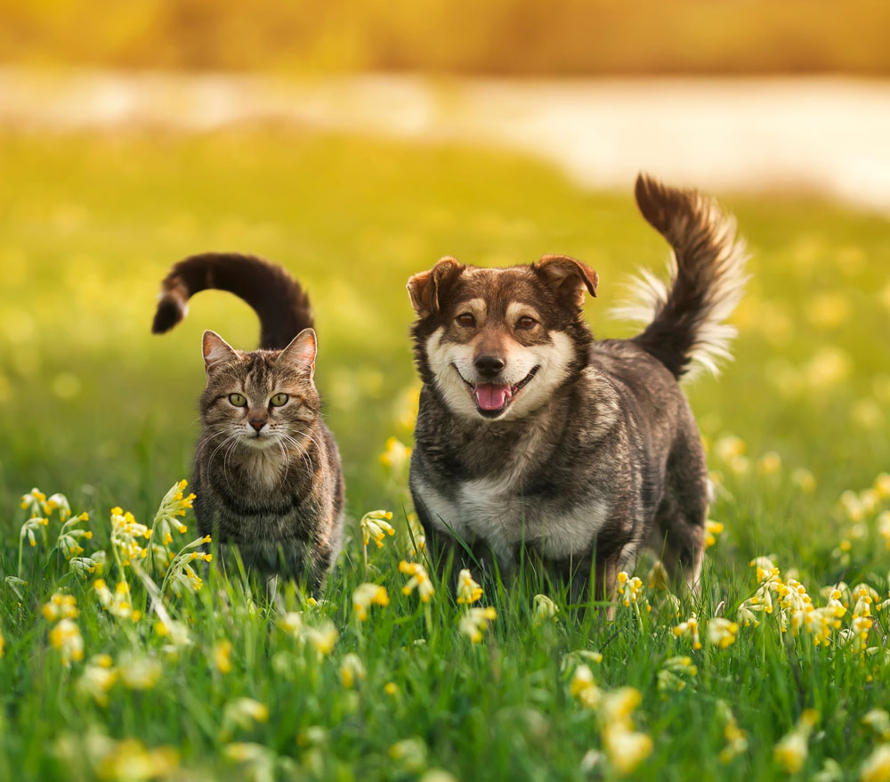 Cute dog and cat in sunny field