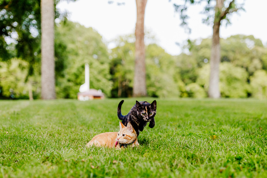 GSVS East Brunswick Cats Playing in Grass