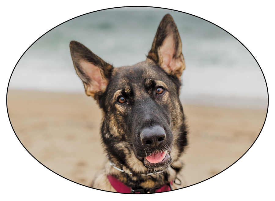 German Shepherd Dog at beach
