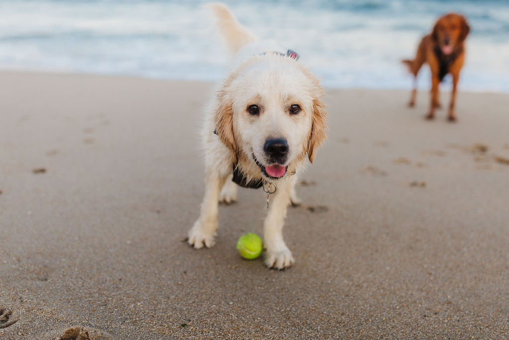 Golden Retriever on Beach